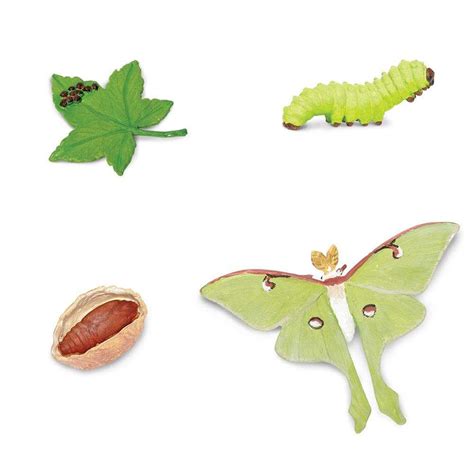 Life Cycle of a Moth educational toy for toddlers and kids