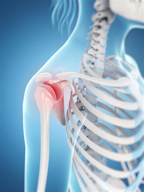 Right Shoulder Joint Anatomy