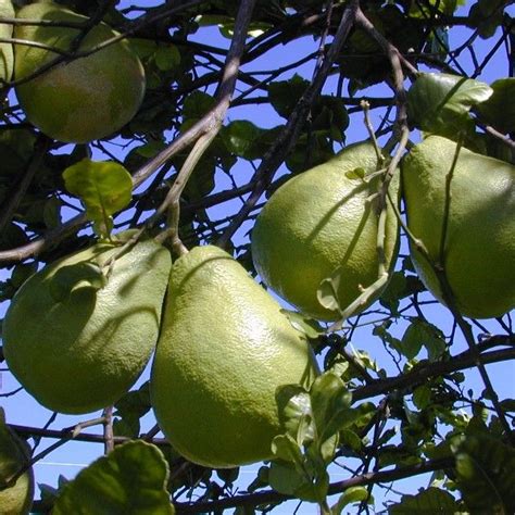 Citrus Maxima Seeds (Pomelo Tree Seeds)