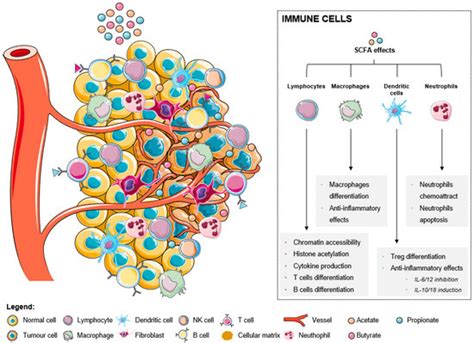 Ijms Free Full Text Modulation Of The Tumor Microenvironment By