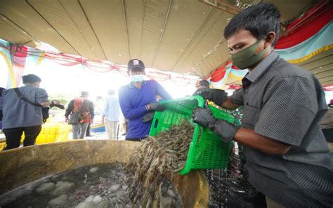 Setrum PLN Masuk Petani Tambak Udang Di Sumsel Kurangi Ongkos Produksi