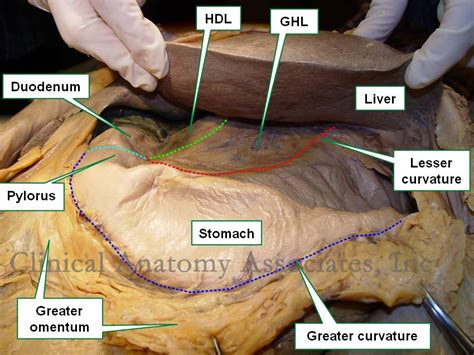 Lesser omentum