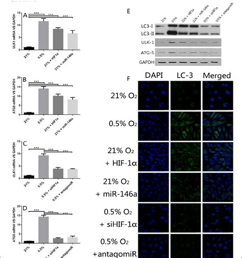 Hypoxia Promoted Autophagy Via Hif And Mir A A B Both