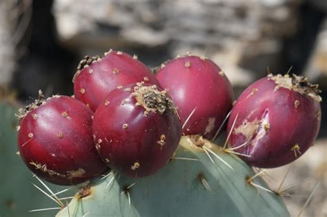 Nopal Cochinilla Del Nopal Qu Es Y C Mo Eliminarla De Tu Nopal