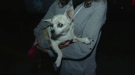 15 Year Old Blind Dog Rescued After Falling Through Hole In San