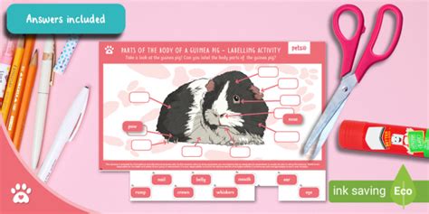 NEW Parts Of The Body Of A Guinea Pig Labelling Activity