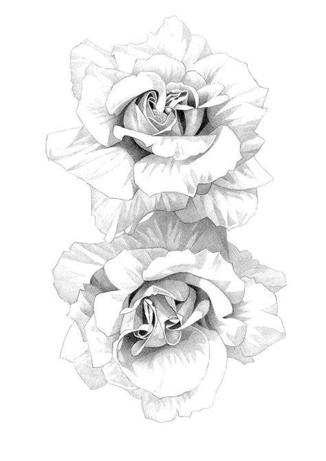 Roses Pencil Drawing Drawing By Matthew Hack Fine Art America