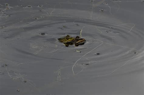 Pool Frogs Pelophylax Lessonae Southern Clade Pair In Flickr