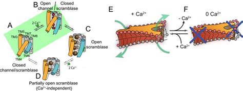 Structural Basis Of Ca Dependent Activation And Lipid Transport By A