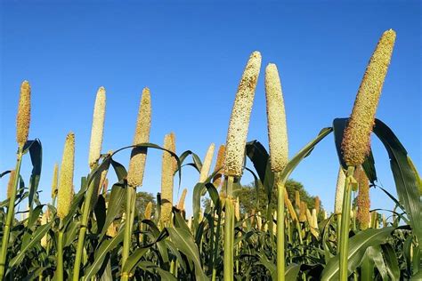 Know About Different Types of Millet