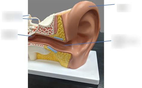 External Ear Diagram | Quizlet