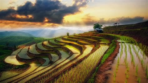 Terraced Paddy Rice Field In Mae Jam Village Chaingmai Thailand