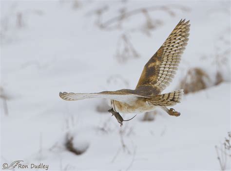 Barn Owl Hunting Rodents – Feathered Photography