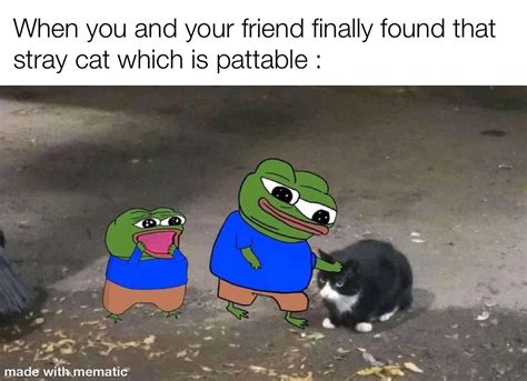 Finally, pattable stray cat : r/memes