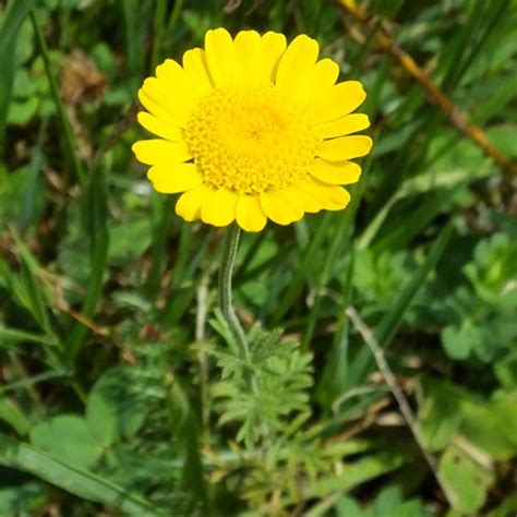 La Vida Silvestre De Rikenmon Camomila Amarilla Anthemis Tinctoria