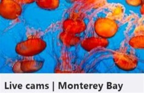 Monterey Bay Aquarium Live Cam Deep Dive and Directed Draw - California ...