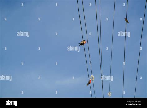 Birds perching on electrical power lines or wires. Space for text Stock ...