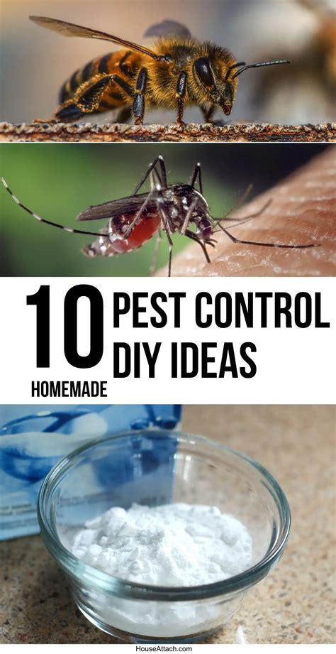 10 Best DIY Pest Control Ideas Indoor And Outdoor