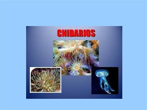 Cnidarios Fisiologa Reproductiva Y Crecimiento Cnidarios