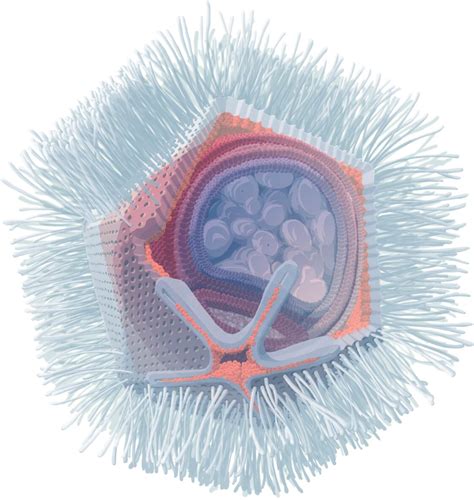 Une amibe mangeuse de cerveau rencontre son égal un virus géant