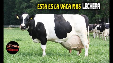 Las Mejores Vacas Lecheras De Todo El Mundo YouTube