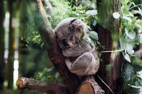 Koala Desktop Wallpapers Wallpaper Cave