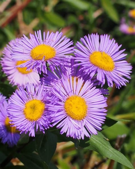 Smooth Blue Aster – TZ Native Plants Sales