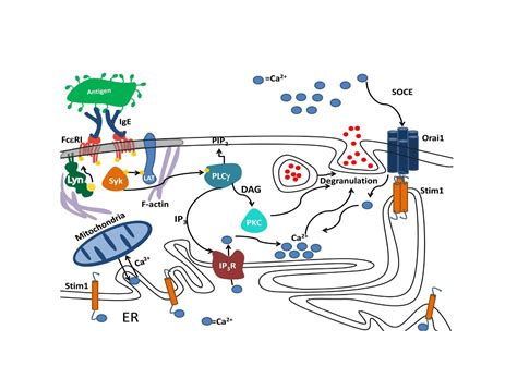 Biophysical Investigations Of Plasma Membrane Receptors And Molecular