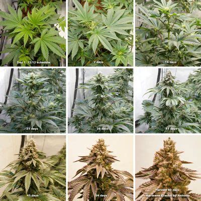 Best Cannabis Nutrients and Feeding Schedule | Dutch Passion