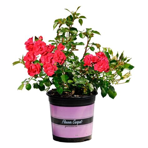 Rose Flower Carpet Cherry 17cm Lushingtons