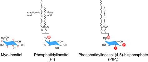 PIP2 A Critical Regulator Of Vascular Ion Channels Hiding In Plain