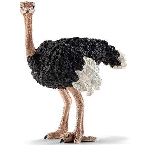 Ostrich Size