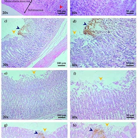 H And E Staining Of Gastric Mucosa Of Rats In The Ind Induced Gastric