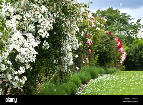 Glorious Display Of Climbing Rose At Rhs Hyde Hall Gardens Stock Photo