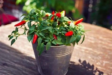 Growing Peppers In Containers: How To Guide