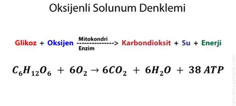 Fotosentez ve Solunum İlişkisi