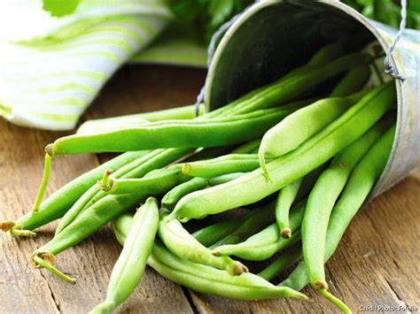 Haricot vert Semis plantation récolte