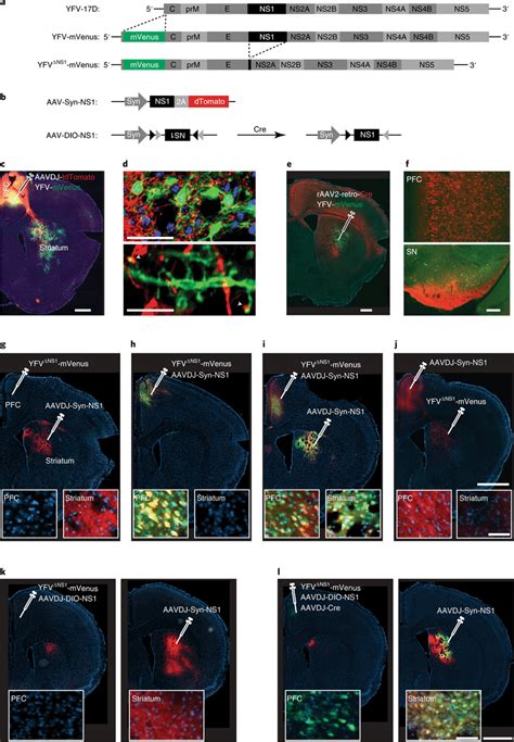 Controlled Anterograde Transneuronal Spreading Of YFV 17D A