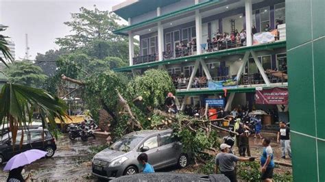 Bogor Diguyur Hujan Lebat Pohon Beringin Besar Di Unpak Tumbang