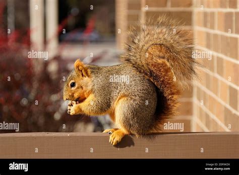 The Squirrel Eats A Walnut On The Bar Of Balcony Stock Photo Alamy