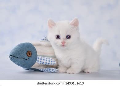 Little Adorable White Munchkin Kitten Stock Photo 1430131613 | Shutterstock