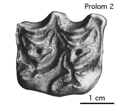 95.Prolom - [Véra Eisenmann]