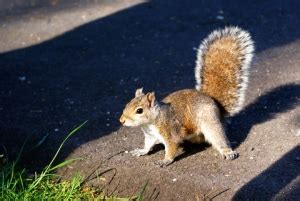 5 Easy Tips for Squirrel Control - Regional Wildlife Services