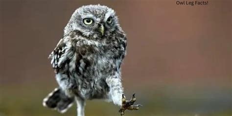 All About Owl Legs For You To Enjoy Nestingnetwork