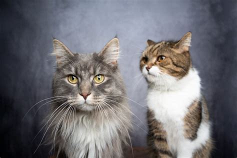 Maine Coon Vs British Shorthair 7 Huge Differences