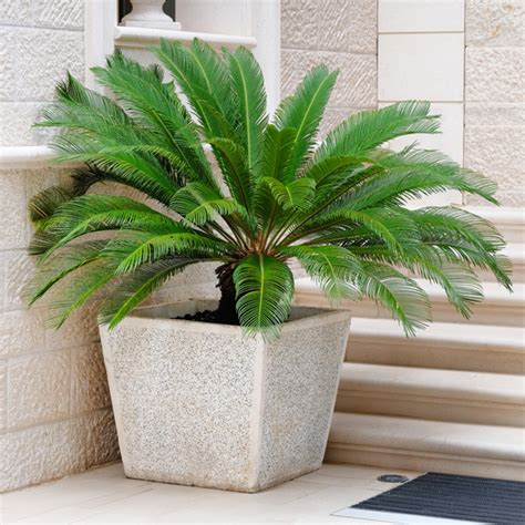 Cycas Revoluta Sago Palm Garden Express