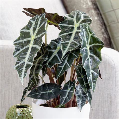 Alocasia Varieties: 10 Common And Rare Types Of Alocasia | The Home Tome