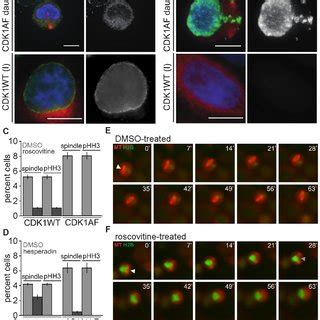 Premature M Phase Initiation Can Be Reduced In G Cells With Impaired