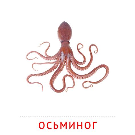 Осьминог: карточка Домана | скачать или распечатать