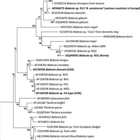 Phylogenetic Tree Of Babesia And Related Piroplasms With Zoonotic